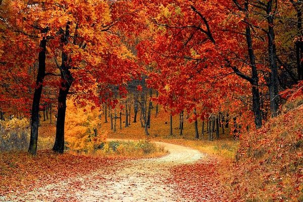 Automne, comment conserver dynamisme et vitalité ?