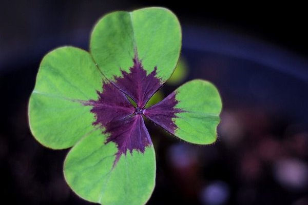 Quelles sont les principales superstitions liées au trèfle à 4 feuilles ?